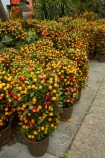 Asia;bush;bushes;China;citrus;citrus-fruit;citrus-tree;citrus-trees;commerce;commercial;flower-market;flower-markets;fruit;fruits;H.K.;HK;Hong-Kong;Hong-Kong-Flower-market;Hong-Kong-Special-Administrative-Region-of-the-Peoples-Republic;Kowloon;Kowloon-Peninsula;market;market-place;market-stall;market-stalls;market_place;marketplace;marketplaces;markets;Mong-Kok;orange;orange-bush;orange-bushes;orange-tree;orange-trees;Peoples-Republic-of-China;plant;plants;retail;retailer;retailers;shop;shopping;shops;stall;stalls;street-market;street-markets;street-scene;street-scenes;tree;trees