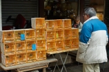 Asia;bird-cage;bird-cages;bird-market;bird-markets;caged-bird-market;caged-birds;China;commerce;commercial;H.K.;HK;Hong-Kong;Hong-Kong-Special-Administrative-Region-of-the-Peoples-Republic;Kowloon;Kowloon-Peninsula;market;market-place;market-stall;market-stalls;market_place;marketplace;marketplaces;markets;Mong-Kok;Peoples-Republic-of-China;retail;retailer;retailers;shop;shopping;shops;stall;stalls;street-market;street-markets;street-scene;street-scenes;Yuen-Po-St-Bird-Garden;Yuen-Po-St-Bird-market;Yuen-Po-Street-Bird-Garden;Yuen-Po-Street-Bird-market