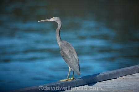 Misool;Raja-Ampat;Indonesia;Asia;Southeast-Asia;South-East-Asia;Western-Indonesia;Southwest-Papua;West-Papua;Great_billed-Heron;Ardea-sumatrana;heron;herons;grey-heron;gray-heron;gray;grey;bird;birds;bird-watching;bird-photography;wading-bird;marine-bird