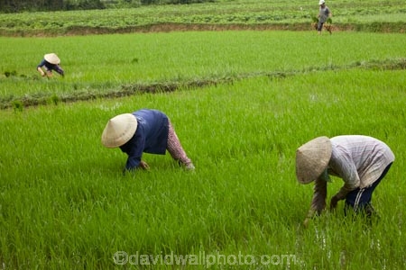 agricultural;agriculture;Asia;Asian;Asian-conical-hat;Asian-conical-hats;Central-Sea-region;conical-hat;conical-hats;country;countryside;crop;crops;farm;farming;farmland;farms;female;females;field;fields;Hi-An;hard-work;Hoi-An;Hoian;horticulture;Indochina;ladies;lady;leaf-hat;leaf-hats;meadow;meadows;non-la;nÃ³n-lÃ¡;paddock;paddocks;paddy-field;paddy-fields;palm_leaf-conical-hat;pasture;pastures;people;person;rice-field;rice-fields;rice-paddies;rice-paddy;rural;South-East-Asia;Southeast-Asia;Vietnam;Vietnamese;Vietnamese-conical-hat;Vietnamese-conical-hats;Vietnamese-hat;Vietnamese-hats;Vietnamese-symbol;woman;women;worker;workers