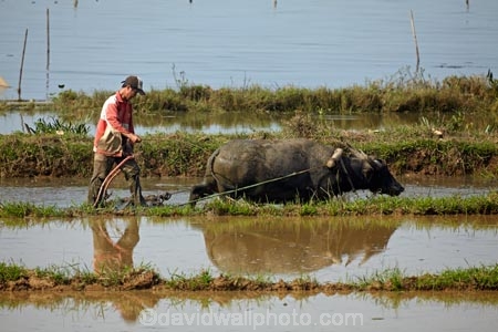 agricultural;agriculture;Asian;buffalo;country;countryside;crop;crops;farm;farm-worker;farm-workers;farmer;farmers;farming;farmland;farms;field;fields;horticulture;laborer;labourer;man;meadow;meadows;men;North-Central-Coast;paddock;paddocks;paddy-field;paddy-fields;pasture;pastures;people;person;plough;ploughing;rice-field;rice-fields;rice-paddies;rice-paddy;rural;Tha-ThiÃªn_Hu-Province;Thua-Thien_Hue-Province;Vietnam;Vietnamese;water;water-buffalos;wet;worker;workers;Asia