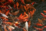 fish-pond;fishes;heritage;historic;historic-place;historic-places;historical;historical-place;historical-places;history;Hu;Hue;Hue-Citadel;Hue-Imperial-Citadel;Imperial-Citadel-of-Hue;Imperial-City;Imperial-Enclosure;Kinh-Thanh;koi-fish;koi-fish-pond;koi-pond;North-Central-Coast;old;orange-fish;Ornamental-koi-fish;pond;ponds;Tha-Thiên_Hu-Province;The-Citadel;Thua-Thien_Hue-Province;tradition;traditional;UN-world-heritage-area;UN-world-heritage-site;UNESCO-World-Heritage-area;UNESCO-World-Heritage-Site;united-nations-world-heritage-area;united-nations-world-heritage-site;Vietnam;Vietnamese;world-heritage;world-heritage-area;world-heritage-areas;World-Heritage-Park;World-Heritage-site;World-Heritage-Sites;Asia