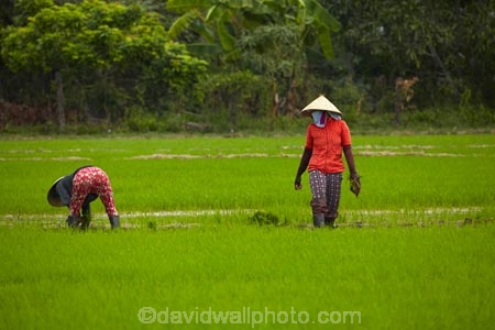 agricultural;agriculture;Asia;Asian;Asian-conical-hat;Asian-conical-hats;conical-hat;conical-hats;country;countryside;crop;crops;farm;farming;farmland;farms;female;females;field;fields;hard-work;horticulture;Indochina;ladies;lady;leaf-hat;leaf-hats;meadow;meadows;Mekong-Delta;non-la;nón-lá;paddock;paddocks;paddy-field;paddy-fields;palm_leaf-conical-hat;pasture;pastures;people;person;rice-field;rice-fields;rice-paddies;rice-paddy;rural;South-East-Asia;Southeast-Asia;Tan-Hoa;Tien-Giang;Tien-Giang-Province;Vietnam;Vietnamese;Vietnamese-conical-hat;Vietnamese-conical-hats;Vietnamese-hat;Vietnamese-hats;Vietnamese-symbol;woman;women;worker;workers