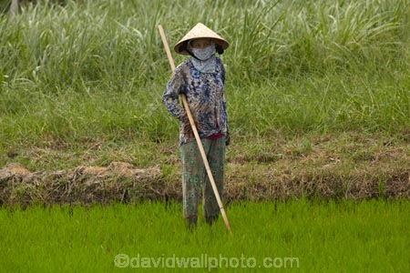 agricultural;agriculture;Asia;Asian;Asian-conical-hat;Asian-conical-hats;conical-hat;conical-hats;country;countryside;crop;crops;farm;farming;farmland;farms;female;females;field;fields;hard-work;horticulture;Indochina;ladies;lady;leaf-hat;leaf-hats;meadow;meadows;Mekong-Delta;non-la;nón-lá;paddock;paddocks;paddy-field;paddy-fields;palm_leaf-conical-hat;pasture;pastures;people;person;rice-field;rice-fields;rice-paddies;rice-paddy;rural;South-East-Asia;Southeast-Asia;Tan-Hoa;Tien-Giang;Tien-Giang-Province;Vietnam;Vietnamese;Vietnamese-conical-hat;Vietnamese-conical-hats;Vietnamese-hat;Vietnamese-hats;Vietnamese-symbol;woman;women;worker;workers