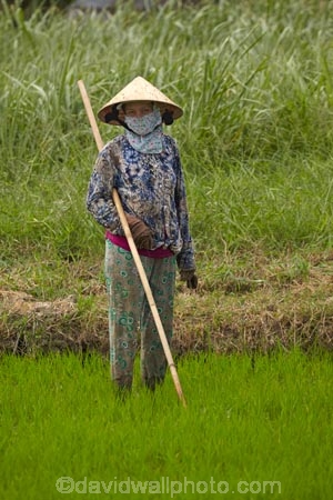 agricultural;agriculture;Asia;Asian;Asian-conical-hat;Asian-conical-hats;conical-hat;conical-hats;country;countryside;crop;crops;farm;farming;farmland;farms;female;females;field;fields;hard-work;horticulture;Indochina;ladies;lady;leaf-hat;leaf-hats;meadow;meadows;Mekong-Delta;non-la;nón-lá;paddock;paddocks;paddy-field;paddy-fields;palm_leaf-conical-hat;pasture;pastures;people;person;rice-field;rice-fields;rice-paddies;rice-paddy;rural;South-East-Asia;Southeast-Asia;Tan-Hoa;Tien-Giang;Tien-Giang-Province;Vietnam;Vietnamese;Vietnamese-conical-hat;Vietnamese-conical-hats;Vietnamese-hat;Vietnamese-hats;Vietnamese-symbol;woman;women;worker;workers