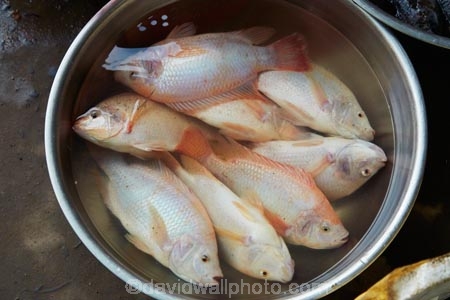 Asia;Asian;Cn-Tho;Can-Tho;Can-Tho-River;fish;fish-market;fish-markets;fishes;Mekong-Delta;Mekong-Delta-Region;South-East-Asia;Southeast-Asia;Vietnam;Vietnamese