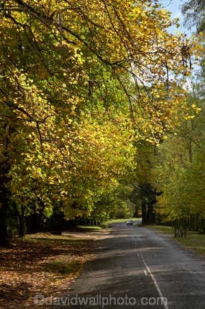 Australia;autuminal;autumn;autumn-colour;autumn-colours;autumnal;avenue;avenues;Blue-Mountains;color;colors;colour;colours;deciduous;fall;leaf;leaves;Mount-Wilson;Mt-Wilson;Mt.-Wilson;N.S.W.;New-South-Wales;NSW;raods;road;season;seasonal;seasons;The-Avenue;tree;trees