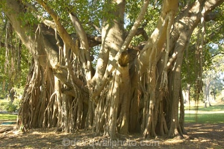 australasia;Australia;australian;Banyan-Fig-Tree;botanic-gardens;botanical;Brisbane;City-Botanic-Gardens;figs;indian;old;Queensland;root;roots;strangler-fig;tree;trees