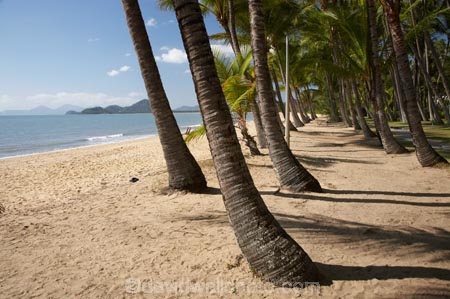 Australasian;Australia;Australian;beach;beaches;Cairns;coast;coastal;coastline;holiday;holiday-destination;holidays;North-Queensland;ocean;oceans;palm;Palm-Beach;Palm-Cove;palm-fringed-beach;palm-tree;palm-trees;palms;Qld;Queensland;sand;sandy;sea;seas;shore;shoreline;tropical;Tropical-North-Queensland;vacation;vacations