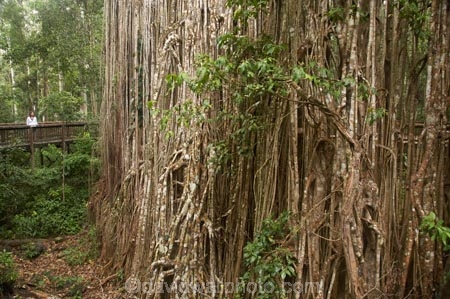 Atherton-Tableland;Atherton-Tablelands;australasia;Australasian;Australia;australian;bark;bush;Curtain-Fig-Forest-Reserve;Curtain-Fig-Tree;environment;Fig-Tree;Fig-Trees;foliage;forest;forests;girl;lumber;natural;nature;North-Queensland;old;parasite;parasitic;person;plant;Qld;Queensland;rain-forest;rain-forests;rain_forest;rain_forests;rainforest;rainforests;root;roots;strangler-fig;strangler-fig-tree;strangler-fig-trees;strangler-figs;tourism;tourist;tourists;tree;tree-trunk;tree-trunks;trees;tropical;tropical-rainforest;tropical-rainforests;tropical-vegetation;trunk;trunks;vegetation;wilderness;woman;wood;woods;Yungaburra