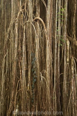 Atherton-Tableland;Atherton-Tablelands;australasia;Australasian;Australia;australian;bark;bush;Curtain-Fig-Forest-Reserve;Curtain-Fig-Tree;environment;Fig-Tree;Fig-Trees;foliage;forest;forests;lumber;natural;nature;North-Queensland;old;parasite;parasitic;plant;Qld;Queensland;rain-forest;rain-forests;rain_forest;rain_forests;rainforest;rainforests;root;roots;strangler-fig;strangler-fig-tree;strangler-fig-trees;strangler-figs;tree;tree-trunk;tree-trunks;trees;tropical;tropical-rainforest;tropical-rainforests;tropical-vegetation;trunk;trunks;vegetation;wilderness;wood;woods;Yungaburra