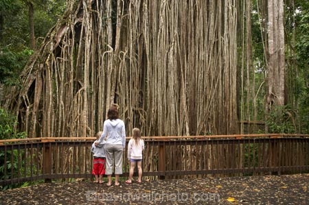 Atherton-Tableland;Atherton-Tablelands;australasia;Australasian;Australia;australian;bark;boardwalk;boardwalks;boy;boys;bush;child;children;Curtain-Fig-Forest-Reserve;Curtain-Fig-Tree;environment;families;family;Fig-Tree;Fig-Trees;foliage;forest;forests;girl;girls;little-girl;little-girls;lumber;natural;nature;North-Queensland;old;parasite;parasitic;plant;Qld;Queensland;rain-forest;rain-forests;rain_forest;rain_forests;rainforest;rainforests;root;roots;strangler-fig;strangler-fig-tree;strangler-fig-trees;strangler-figs;tourism;tourist;tourists;tree;tree-trunk;tree-trunks;trees;tropical;tropical-rainforest;tropical-rainforests;tropical-vegetation;trunk;trunks;vegetation;wilderness;woman;wood;woods;Yungaburra
