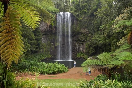 Atherton-Tableland;Atherton-Tablelands;Australasian;Australia;Australian;cascade;cascades;creek;creeks;falls;Millaa-Millaa-Falls;Millaa-Millaa-Waterfall;Millaa-Millaa-Waterfalls;natural;nature;North-Queensland;Qld;Queensland;scene;scenic;stream;streams;tourism;tourist;tourists;tropical-rainforest;tropical-rainforests;water;water-fall;water-falls;waterfall;waterfalls;wet