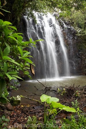 Atherton-Tableland;Atherton-Tablelands;Australasian;Australia;Australian;cascade;cascades;creek;creeks;Elinjaa-Falls;Elinjaa-Waterfall;Elinjaa-Waterfalls;falls;Millaa-Millaa;natural;nature;North-Queensland;Qld;Queensland;scene;scenic;stream;streams;tropical-rainforest;tropical-rainforests;water;water-fall;water-falls;waterfall;waterfalls;wet