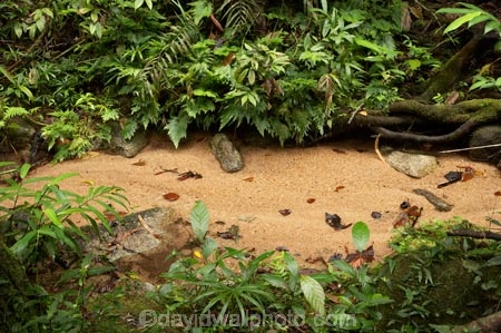Australasian;Australia;Australian;Bartle-Frere;brook;brooks;creek;creeks;flow;forest;forestry;forests;green;lush;native-bush;North-Queensland;Qld;Queensland;rain-forest;rain-forests;rain_forest;rain_forests;rainforest;rainforests;stream;streams;tropical-rainforest;tropical-rainforests;water;watercourse;wet;Wooroonooran-N.P.;Wooroonooran-National-Park