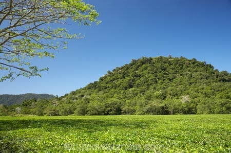 agricultural;agriculture;Australasian;Australia;Australian;country;countryside;crop;crops;Daintree-Forest;farm;farming;farmland;farms;field;fields;horticulture;North-Queensland;Qld;Queensland;rural;tea;Tea-Field;Tea-Fields;Tea-Plantation;Tea-Plantations;Tropcial-North-Queensland