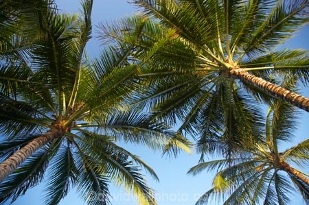 Australasian;Australia;Australian;Island-Point;North-Queensland;palm;palm-tree;palm-trees;palms;Port-Douglas;Pt-Douglas;Pt.-Douglas;Qld;Queensland;Tropcial-North-Queensland