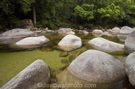 Australasian;Australia;Australian;beautiful;beauty;boulder;boulders;brook;brooks;bush;creek;creeks;Daintree-N.P.;Daintree-National-Park;Daintree-NP;endemic;flora;flow;forest;forestry;forests;green;lush;Mossman-Gorge;Mossman-Gully;Mossman-River;native;native-bush;natural;nature;North-Queensland;outdoor;outdoors;Qld;Queensland;rain-forest;rain-forests;rain_forest;rain_forests;rainforest;rainforests;rock;rocks;scene;scenic;stone;stones;stream;streams;tree;trees;Tropcial-North-Queensland;tropical-rainforest;tropical-rainforests;tropical-vegetation;water;watercourse;wet;wood;woods