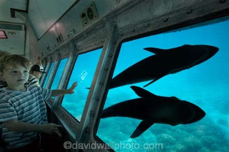 australasian;Australia;australian;Barrier-Reef;cairns;cay;cays;coast;coastal;coastline;coastlines;coasts;coral-cay;coral-cays;coral-reef;coral-reefs;Coral-Sea;dive-site;dive-sites;Ecosystem;Environment;fish;fishes;Glass-Bottomed-Boat;Glass-Bottomed-Boats;Glass_Bottomed-Boat;Glass_Bottomed-Boats;Great-Barrier-Reef;Great-Barrier-Reef-Marine-Park;Green-Is;Green-Is-NP;Green-Is.;green-island;Green-Island-N.P.;Green-Island-National-Park;Green-Island-NP;Green-Island-Resort;holiday;holiday-destination;holiday-destinations;Holidays;marine-environment;North-Queensland;ocean;oceans;Qld;queensland;reef;reefs;sand-cay;sand-cays;sea;seas;Semi-Sub;Semi-Submarine;Semi-Submarines;Semi-Subs;Semi_Sub;Semi_Submarine;Semi_Submarines;Semi_Subs;SemiSub;SemiSubmarine;SemiSubmarines;SemiSubs;shore;shoreline;shorelines;Shores;south-pacific;Suckerfish;tasman-sea;tourism;travel;Tropcial-North-Queensland;tropical;tropical-reef;tropical-reefs;underwater;underwater-photo;underwater-photography;underwater-photos;UNESCO-World-Heritage-Site;Vacation;Vacations;water;Wiorld-Heritage-Site;world-heritage-area;World-Heritage-Park;world-heritage-site