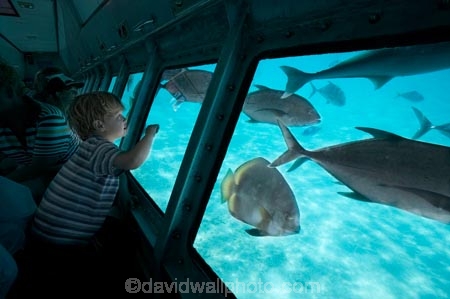 australasian;Australia;australian;Barrier-Reef;cairns;cay;cays;coast;coastal;coastline;coastlines;coasts;coral-cay;coral-cays;coral-reef;coral-reefs;Coral-Sea;dive-site;dive-sites;Ecosystem;Environment;fish;fishes;Glass-Bottomed-Boat;Glass-Bottomed-Boats;Glass_Bottomed-Boat;Glass_Bottomed-Boats;Great-Barrier-Reef;Great-Barrier-Reef-Marine-Park;Green-Is;Green-Is-NP;Green-Is.;green-island;Green-Island-N.P.;Green-Island-National-Park;Green-Island-NP;Green-Island-Resort;holiday;holiday-destination;holiday-destinations;holidaying;holidays;marine-environment;North-Queensland;ocean;oceans;Qld;queensland;reef;reefs;sand-cay;sand-cays;sea;seas;Semi-Sub;Semi-Submarine;Semi-Submarines;Semi-Subs;Semi_Sub;Semi_Submarine;Semi_Submarines;Semi_Subs;SemiSub;SemiSubmarine;SemiSubmarines;SemiSubs;shore;shoreline;shorelines;Shores;south-pacific;tasman-sea;tourism;tourist;tourists;travel;traveler;traveling;traveller;travelling;Tropcial-North-Queensland;tropical;tropical-reef;tropical-reefs;underwater;underwater-photo;underwater-photography;underwater-photos;UNESCO-World-Heritage-Site;vacation;vacationers;vacationing;Vacations;water;Wiorld-Heritage-Site;world-heritage-area;World-Heritage-Park;world-heritage-site