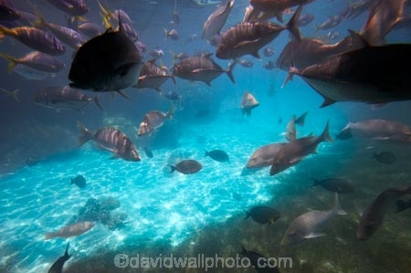 australasian;Australia;australian;Barrier-Reef;cairns;cay;cays;coast;coastal;coastline;coastlines;coasts;coral-cay;coral-cays;coral-reef;coral-reefs;Coral-Sea;dive-site;dive-sites;Ecosystem;Environment;fish;fishes;Glass-Bottomed-Boat;Glass-Bottomed-Boats;Glass_Bottomed-Boat;Glass_Bottomed-Boats;Great-Barrier-Reef;Great-Barrier-Reef-Marine-Park;Green-Is;Green-Is-NP;Green-Is.;green-island;Green-Island-N.P.;Green-Island-National-Park;Green-Island-NP;Green-Island-Resort;holiday;holiday-destination;holiday-destinations;Holidays;marine-environment;North-Queensland;ocean;oceans;Qld;queensland;reef;reefs;sand-cay;sand-cays;sea;seas;Semi-Sub;Semi-Submarine;Semi-Submarines;Semi-Subs;Semi_Sub;Semi_Submarine;Semi_Submarines;Semi_Subs;SemiSub;SemiSubmarine;SemiSubmarines;SemiSubs;shore;shoreline;shorelines;Shores;south-pacific;tasman-sea;tourism;travel;trevally;Tropcial-North-Queensland;tropical;tropical-reef;tropical-reefs;underwater;underwater-photo;underwater-photography;underwater-photos;UNESCO-World-Heritage-Site;Vacation;Vacations;water;Wiorld-Heritage-Site;world-heritage-area;World-Heritage-Park;world-heritage-site