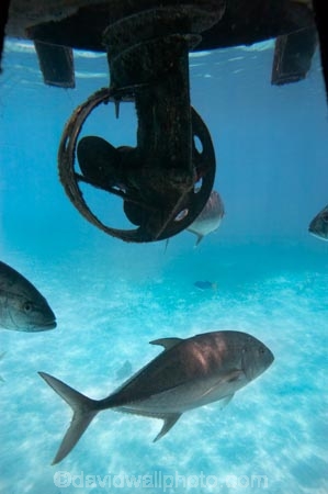 australasian;Australia;australian;Barrier-Reef;cairns;cay;cays;coast;coastal;coastline;coastlines;coasts;coral-cay;coral-cays;coral-reef;coral-reefs;Coral-Sea;dive-site;dive-sites;Ecosystem;Environment;fish;fishes;Glass-Bottomed-Boat;Glass-Bottomed-Boats;Glass_Bottomed-Boat;Glass_Bottomed-Boats;Great-Barrier-Reef;Great-Barrier-Reef-Marine-Park;Green-Is;Green-Is-NP;Green-Is.;green-island;Green-Island-N.P.;Green-Island-National-Park;Green-Island-NP;Green-Island-Resort;holiday;holiday-destination;holiday-destinations;Holidays;marine-environment;North-Queensland;ocean;oceans;propeller;propellers;Propellor;Propellors;Qld;queensland;reef;reefs;sand-cay;sand-cays;sea;seas;Semi-Sub;Semi-Submarine;Semi-Submarines;Semi-Subs;Semi_Sub;Semi_Submarine;Semi_Submarines;Semi_Subs;SemiSub;SemiSubmarine;SemiSubmarines;SemiSubs;shore;shoreline;shorelines;Shores;south-pacific;tasman-sea;tourism;travel;trevally;Tropcial-North-Queensland;tropical;tropical-reef;tropical-reefs;underwater;underwater-photo;underwater-photography;underwater-photos;UNESCO-World-Heritage-Site;Vacation;Vacations;water;Wiorld-Heritage-Site;world-heritage-area;World-Heritage-Park;world-heritage-site
