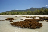 Australasian;Australia;Australian;beach;beaches;coast;coastal;coastline;coral-reef;coral-reefs;Coral-Sea;Daintree-N.P.;Daintree-National-Park;Daintree-NP;North-Queensland;ocean;oceans;Qld;Queensland;reef;reefs;sand;sandy;sea;seas;shore;shoreline;Tropcial-North-Queensland;tropical;UNESCO-World-Heritage-Site;wave;waves;World-Heritage-Area;World-Heritage-Park;World-Heritage-Site
