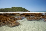 Australasian;Australia;Australian;beach;beaches;coast;coastal;coastline;coral-reef;coral-reefs;Coral-Sea;Daintree-N.P.;Daintree-National-Park;Daintree-NP;North-Queensland;ocean;oceans;Qld;Queensland;reef;reefs;sand;sandy;sea;seas;shore;shoreline;Tropcial-North-Queensland;tropical;UNESCO-World-Heritage-Site;wave;waves;World-Heritage-Area;World-Heritage-Park;World-Heritage-Site