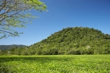 agricultural;agriculture;Australasian;Australia;Australian;country;countryside;crop;crops;Daintree-Forest;farm;farming;farmland;farms;field;fields;horticulture;North-Queensland;Qld;Queensland;rural;tea;Tea-Field;Tea-Fields;Tea-Plantation;Tea-Plantations;Tropcial-North-Queensland