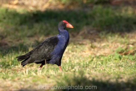 A.C.T.;ACT;Animal;animals;Australia;Australian-Capital-Territory;Avian;Beak;Bird;bird-watching;bird_watching;birds;Canberra;capital;capitals;Fauna;Feather;Natural;Nature;Ornithology;Porphyrio-porphyrio;Purple-Swamphen;wild;Wildlife;Wing