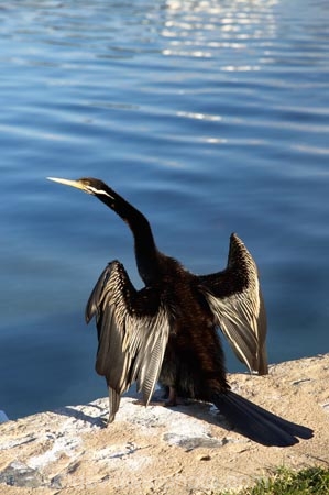 A.C.T.;ACT;Anhinga-melanogaster;Animal;animals;Australia;Australian-Capital-Territory;Avian;Beak;Bird;bird-watching;bird_watching;birds;calm;Canberra;capital;capitals;Darter;Fauna;Feather;lake;Lake-BG;Lake-Burley-Griffin;lakes;Natural;Nature;Ornithology;placid;quiet;reflection;reflections;serene;smooth;still;tranquil;water;wild;Wildlife;Wing