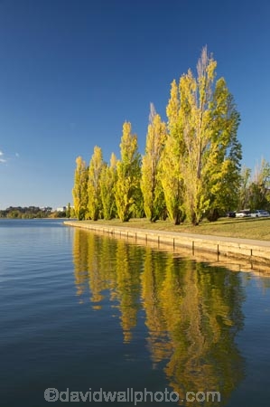 A.C.T.;ACT;Australia;Australian-Capital-Territory;autuminal;autumn;autumn-colour;autumn-colours;autumnal;calm;Canberra;capital;capitals;color;colors;colour;colours;cycle-path;cycle-paths;cycle-way;cycle-ways;cycle_way;cycle_ways;cycleway;cycleways;deciduous;fall;lake;Lake-BG;Lake-Burley-Griffin;lakes;leaf;leaves;Lennox-Gardens;park;parks;placid;poplar;poplar-tree;poplar-trees;poplars;quiet;reflection;reflections;season;seasonal;seasons;serene;smooth;still;tranquil;tree;trees;water;West-Lake