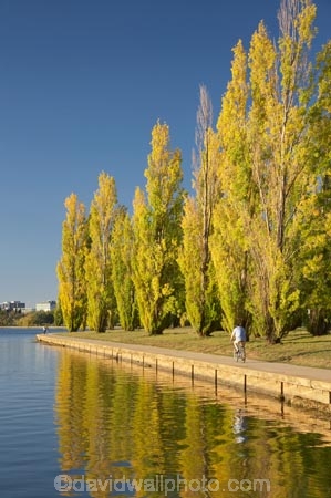 A.C.T.;ACT;Australia;Australian-Capital-Territory;autuminal;autumn;autumn-colour;autumn-colours;autumnal;bicycle;bicycles;bike;bikes;calm;Canberra;capital;capitals;color;colors;colour;colours;cycle;cycle-path;cycle-paths;cycle-way;cycle-ways;cycle_way;cycle_ways;cycles;cycleway;cycleways;cyclist;cyclists;deciduous;fall;lake;Lake-BG;Lake-Burley-Griffin;lakes;leaf;leaves;Lennox-Gardens;park;parks;placid;poplar;poplar-tree;poplar-trees;poplars;push-bike;push-bikes;push_bike;push_bikes;pushbike;pushbikes;quiet;reflection;reflections;season;seasonal;seasons;serene;smooth;still;tranquil;tree;trees;water;West-Lake