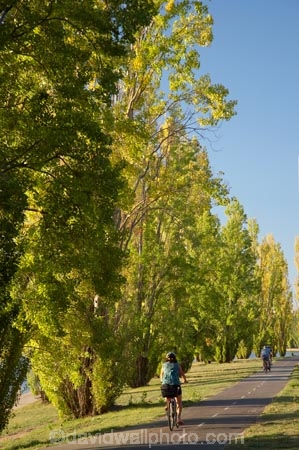 A.C.T.;ACT;Australia;Australian-Capital-Territory;autuminal;autumn;autumn-colour;autumn-colours;autumnal;bicycle;bicycles;bike;bikes;Canberra;capital;capitals;color;colors;colour;colours;cycle;cycle-path;cycle-paths;cycle-way;cycle-ways;cycle_way;cycle_ways;cycles;cycleway;cycleways;cyclist;cyclists;deciduous;fall;leaf;leaves;Lennox-Gardens;poplar;poplar-tree;poplar-trees;poplars;push-bike;push-bikes;push_bike;push_bikes;pushbike;pushbikes;season;seasonal;seasons;tree;trees