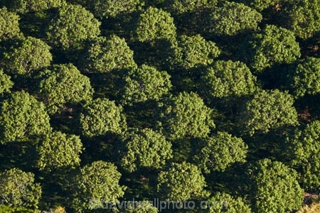 aerial;aerial-image;aerial-images;aerial-photo;aerial-photograph;aerial-photographs;aerial-photography;aerial-photos;aerial-view;aerial-views;aerials;Australasian;Australia;Australian;country;countryside;crop;crops;Darwin;farm;farming;farmland;farms;field;fruit;fruit-tree;fruit-trees;horticulture;N.T.;Northern-Territory;NT;orchard;orchards;pattern;patterns;row;row-rows;rows;rural;Top-End;tree;trees