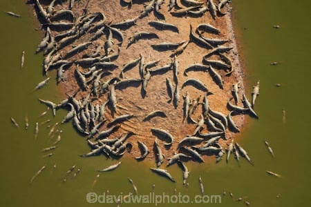aerial;aerial-image;aerial-images;aerial-photo;aerial-photograph;aerial-photographs;aerial-photography;aerial-photos;aerial-view;aerial-views;aerials;Australasian;Australia;Australian;croc;crocodile-farm;crocodile-farms;Crocodylus-Porosus;crocs;danger;dangerous;Darwin;Darwin-Crocodile-Farm;N.T.;Northern-Territory;NT;Porosus;reptile;reptiles;saltwater-crocodile;saltwater-crocodiles;salty;Top-End
