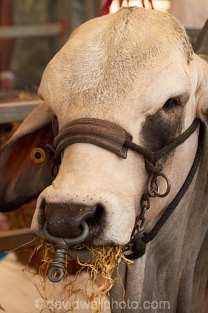 Australasian;Australia;Australian;brahman-cattle;brahman-cow;brahman-cows;cattle;cow;cow-nose-ring;cows;Darwin;fair;fairs;Freds-Pass-Rural-Show;N.T.;Northern-Territory;nose-ring;nose-rings;NT;rural-show;rural-shows;show;shows;Top-End