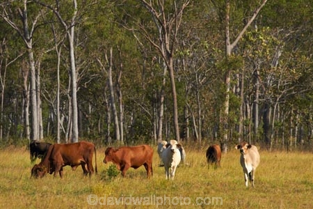agricultural;agriculture;Australasian;Australia;Australian;brahman-cattle;brahman-cow;brahman-cows;cattle;country;countryside;cow;cows;Darwin;eucalypt;eucalypts;eucalyptus;eucalytis;farm;farming;farmland;farms;field;fields;gum;gum-tree;gum-trees;gums;livestock;meadow;meadows;N.T.;Northern-Territory;NT;paddock;paddocks;pasture;pastures;rural;Top-End;tree;trees