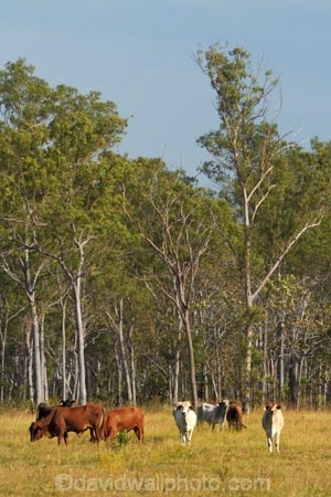 agricultural;agriculture;Australasian;Australia;Australian;brahman-cattle;brahman-cow;brahman-cows;cattle;country;countryside;cow;cows;Darwin;eucalypt;eucalypts;eucalyptus;eucalytis;farm;farming;farmland;farms;field;fields;gum;gum-tree;gum-trees;gums;livestock;meadow;meadows;N.T.;Northern-Territory;NT;paddock;paddocks;pasture;pastures;rural;Top-End;tree;trees