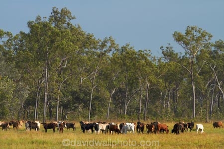 agricultural;agriculture;Australasian;Australia;Australian;brahman-cattle;brahman-cow;brahman-cows;cattle;country;countryside;cow;cows;Darwin;eucalypt;eucalypts;eucalyptus;eucalytis;farm;farming;farmland;farms;field;fields;gum;gum-tree;gum-trees;gums;livestock;meadow;meadows;N.T.;Northern-Territory;NT;paddock;paddocks;pasture;pastures;rural;Top-End;tree;trees