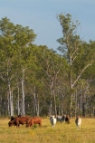 agricultural;agriculture;Australasian;Australia;Australian;brahman-cattle;brahman-cow;brahman-cows;cattle;country;countryside;cow;cows;Darwin;eucalypt;eucalypts;eucalyptus;eucalytis;farm;farming;farmland;farms;field;fields;gum;gum-tree;gum-trees;gums;livestock;meadow;meadows;N.T.;Northern-Territory;NT;paddock;paddocks;pasture;pastures;rural;Top-End;tree;trees