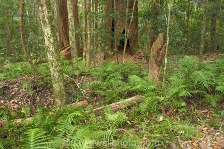 australasia;Australia;australian;bush;fern;ferns;forest;forests;Fraser-Island;great-sandy-n.p.;great-sandy-national-park;great-sandy-np;islands;native-bush;natural;palm;palms;pristine;queensland;rainforest;tree;trees;UN-world-heritage-site;united-nations-world-heritage-s;vegetation;world-heritage;World-Heritage-site