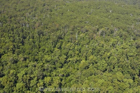 aerial;aerials;australasia;Australia;australian;bush;forest;forests;Fraser-Island;great-sandy-n.p.;great-sandy-national-park;great-sandy-np;islands;native-bush;queensland;rainforest;UN-world-heritage-site;united-nations-world-heritage-s;vegetation;world-heritage;World-Heritage-site