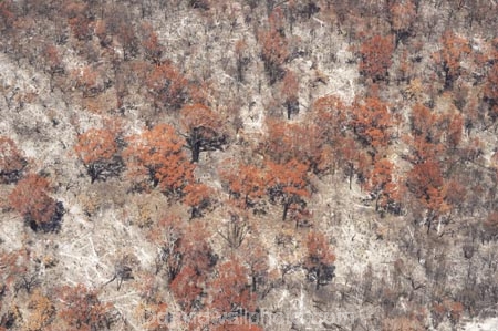 aerial;aerials;australasia;Australia;australian;brush;burnt;bush;bush-fire;bush-fires;bush_fire;bush_fires;bushfire;bushfires;Catastrophe;Catastrophes;conservation;Countryside;Danger;Deforestation;destroy;destruction;destructive;disaster;Disasters;engulf;environment;environmental-issues;Fire;fires;flora;foliage;forest;forests;Fraser-Island;great-sandy-n.p.;great-sandy-national-park;great-sandy-np;Hazard;incinerated;islands;landscape;landscapes;loss;Losses;native-bush;natural;Natural-disaster;Natural-disasters;nature;outdoors;plant;pollution;queensland;rainforest;regeneration;scorch;scorched;scrub;tree;trees;UN-world-heritage-site;united-nations-world-heritage-s;vegetation;wild-fire;wild-fires;wild_fire;wild_fires;wildfire;wildfires;world-heritage;World-Heritage-site