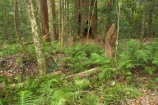 australasia;Australia;australian;bush;fern;ferns;forest;forests;Fraser-Island;great-sandy-n.p.;great-sandy-national-park;great-sandy-np;islands;native-bush;natural;palm;palms;pristine;queensland;rainforest;tree;trees;UN-world-heritage-site;united-nations-world-heritage-s;vegetation;world-heritage;World-Heritage-site