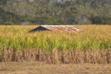 agricultural;agriculture;australasia;Australia;australian;building;buildings;crop;crops;farm;farming;farmland;farms;field;fields;hervey-bay;horticulture;meadow;meadows;old-roof;paddock;paddocks;pasture;pastures;pattern;patterns;Queensland;roof;roofs;rooves;rural;rusty;shed;sheds;sugar-cane;sugar_cane;sugarcane;tropical