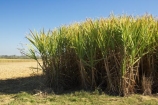 agricultural;agriculture;australasia;Australia;australian;crop;crops;farm;farming;farmland;farms;field;fields;hervey-bay;horticulture;meadow;meadows;paddock;paddocks;pasture;pastures;pattern;patterns;Queensland;rural;sugar-cane;sugar_cane;sugarcane;tropical