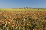 agricultural;agriculture;australasia;Australia;australian;cash-crop;cash-crops;crop;crops;farm;farming;farmland;farms;field;fields;fruit;fruits;hervey-bay;horticulture;meadow;meadows;paddock;paddocks;pasture;pastures;pattern;patterns;pinapples;pine_apple;pine_apples;pineapple;Queensland;rural;sugar-cane;sugar_cane;sugarcane;tropical;tropical-fruit