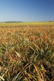 agricultural;agriculture;australasia;Australia;australian;cash-crop;cash-crops;crop;crops;farm;farming;farmland;farms;field;fields;fruit;fruits;hervey-bay;horticulture;meadow;meadows;paddock;paddocks;pasture;pastures;pattern;patterns;pinapples;pine_apple;pine_apples;pineapple;Queensland;rural;sugar-cane;sugar_cane;sugarcane;tropical;tropical-fruit