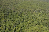 aerial;aerials;australasia;Australia;australian;bush;forest;forests;Fraser-Island;great-sandy-n.p.;great-sandy-national-park;great-sandy-np;islands;native-bush;queensland;rainforest;UN-world-heritage-site;united-nations-world-heritage-s;vegetation;world-heritage;World-Heritage-site
